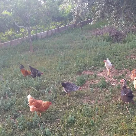 Cantinho Sertã
